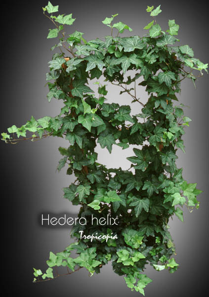 Topiairy - Hedera helix - English ivy